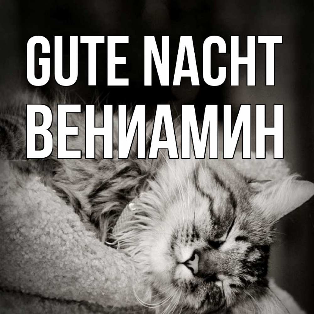Открытка на каждый день с именем, Вениамин Gute Nacht котярик пушистый Прикольная открытка с пожеланием онлайн скачать бесплатно 