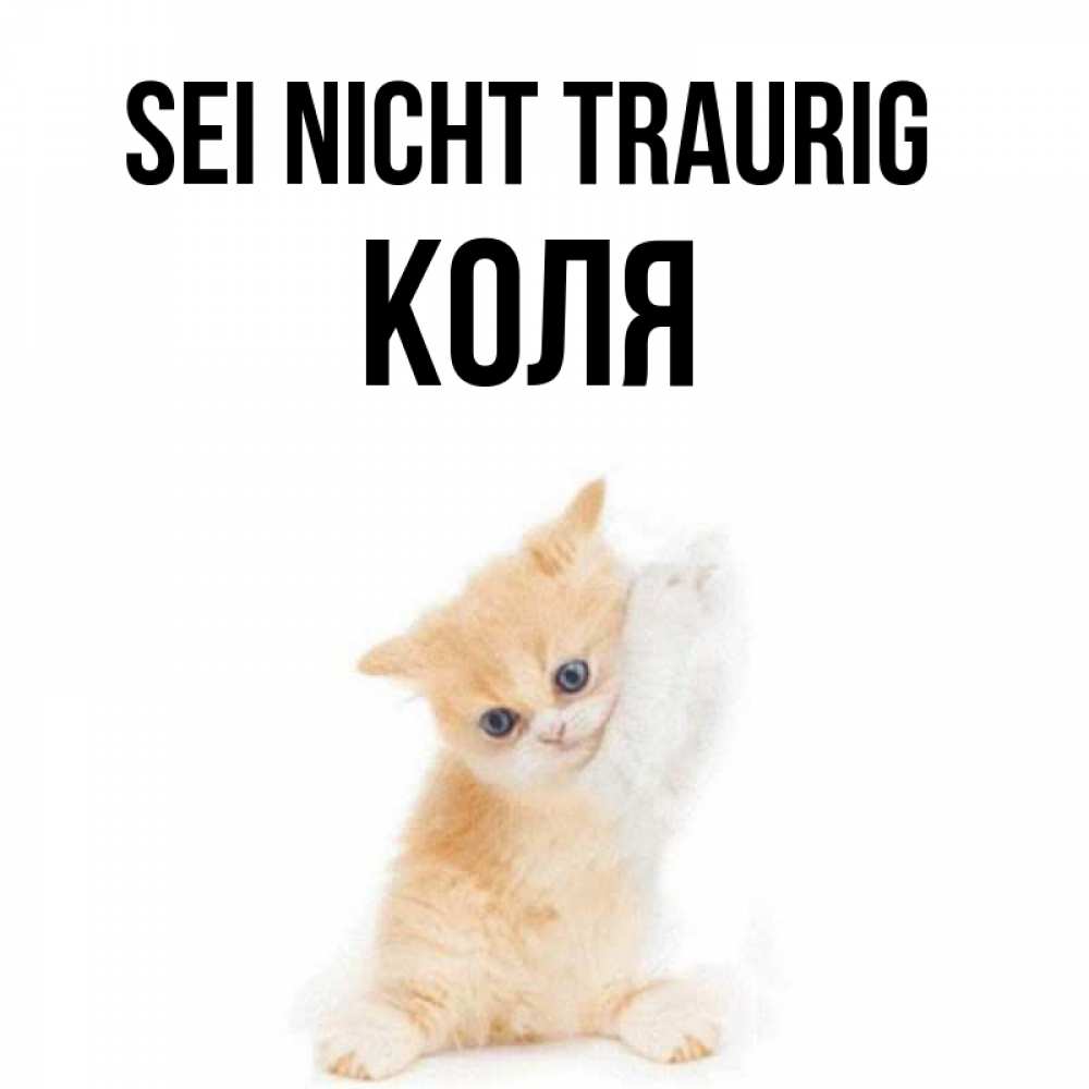 Открытка на каждый день с именем, Коля Sei nicht traurig просящий кот Прикольная открытка с пожеланием онлайн скачать бесплатно 