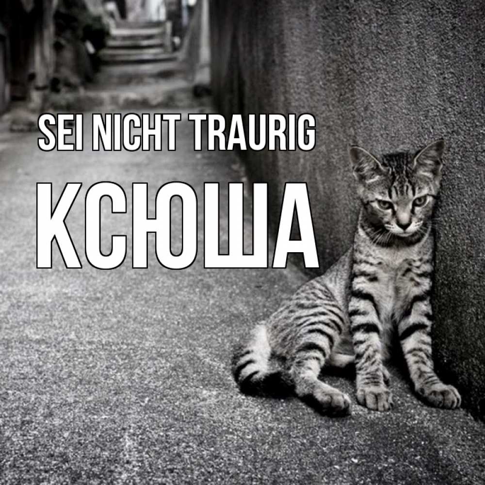 Открытка на каждый день с именем, Ксюша Sei nicht traurig скучающий котик Прикольная открытка с пожеланием онлайн скачать бесплатно 