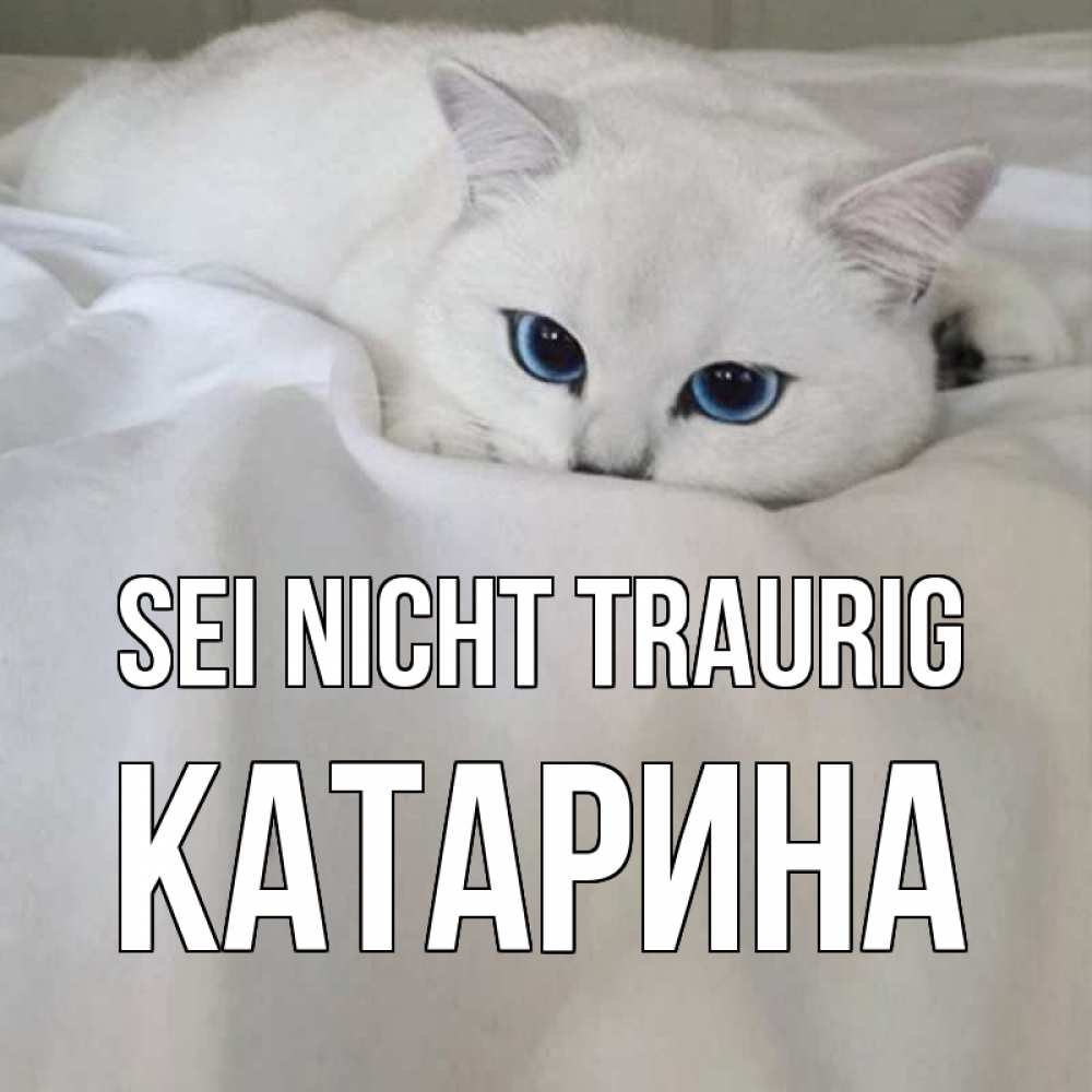 Открытка на каждый день с именем, Катарина Sei nicht traurig белый кот с голубыми глазами на белоснежной кровати Прикольная открытка с пожеланием онлайн скачать бесплатно 
