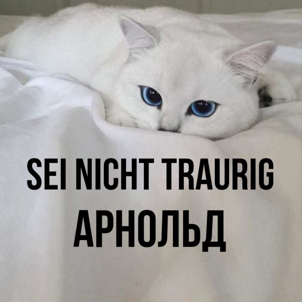 Открытка на каждый день с именем, Арнольд Sei nicht traurig Голубоглазая кошка Прикольная открытка с пожеланием онлайн скачать бесплатно 