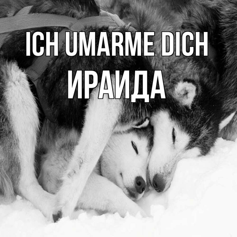Открытка на каждый день с именем, Ираида Ich umarme dich собачки в упряжке Прикольная открытка с пожеланием онлайн скачать бесплатно 
