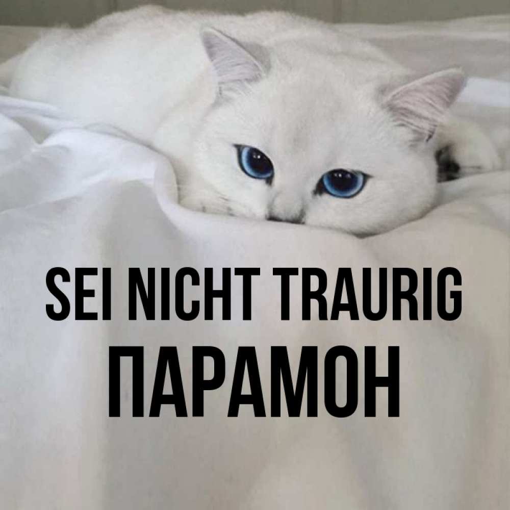 Открытка на каждый день с именем, Парамон Sei nicht traurig Голубоглазая кошка Прикольная открытка с пожеланием онлайн скачать бесплатно 
