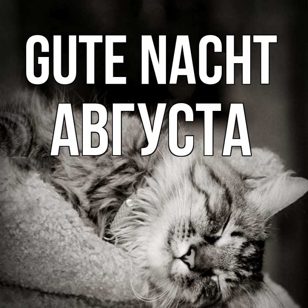 Открытка на каждый день с именем, Августа Gute Nacht котярик пушистый Прикольная открытка с пожеланием онлайн скачать бесплатно 