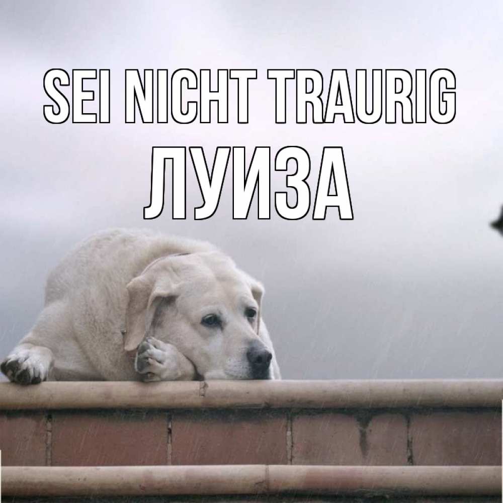Открытка на каждый день с именем, Луиза Sei nicht traurig белый пес 1 Прикольная открытка с пожеланием онлайн скачать бесплатно 