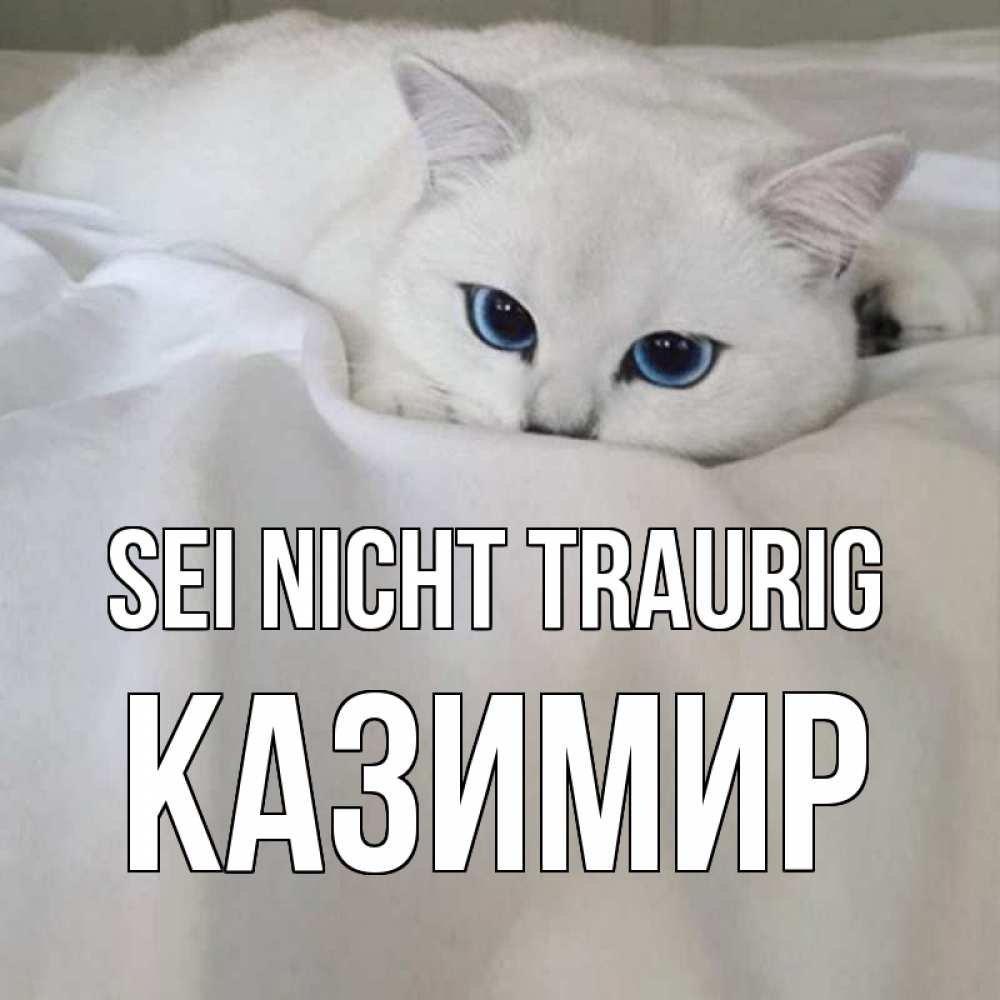 Открытка на каждый день с именем, Казимир Sei nicht traurig белый кот с голубыми глазами на белоснежной кровати Прикольная открытка с пожеланием онлайн скачать бесплатно 