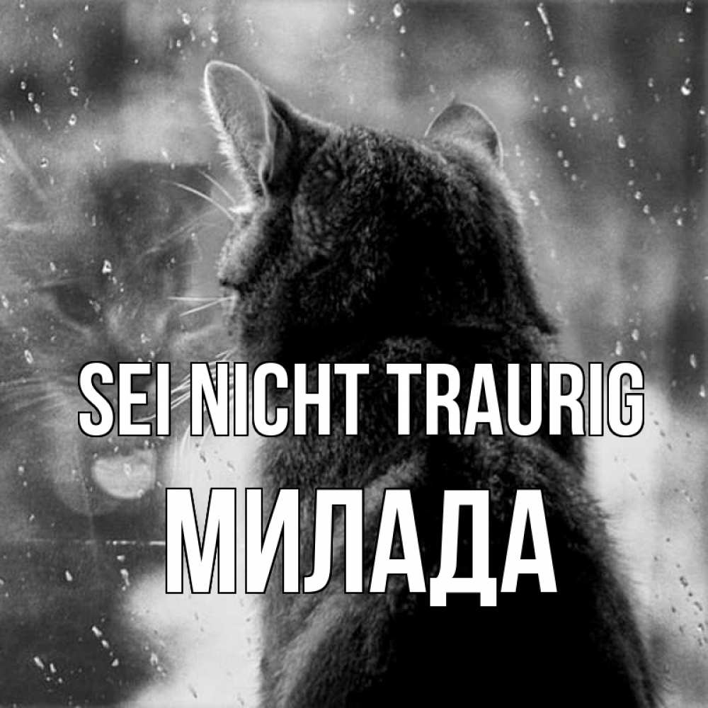 Открытка на каждый день с именем, Милада Sei nicht traurig отражение кота 1 Прикольная открытка с пожеланием онлайн скачать бесплатно 