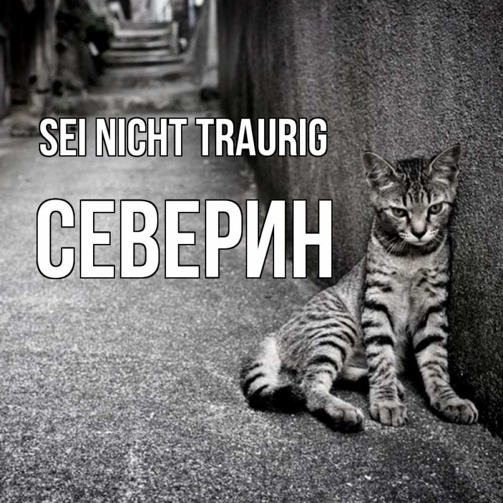 Открытка на каждый день с именем, Северин Sei nicht traurig скучающий котик Прикольная открытка с пожеланием онлайн скачать бесплатно 