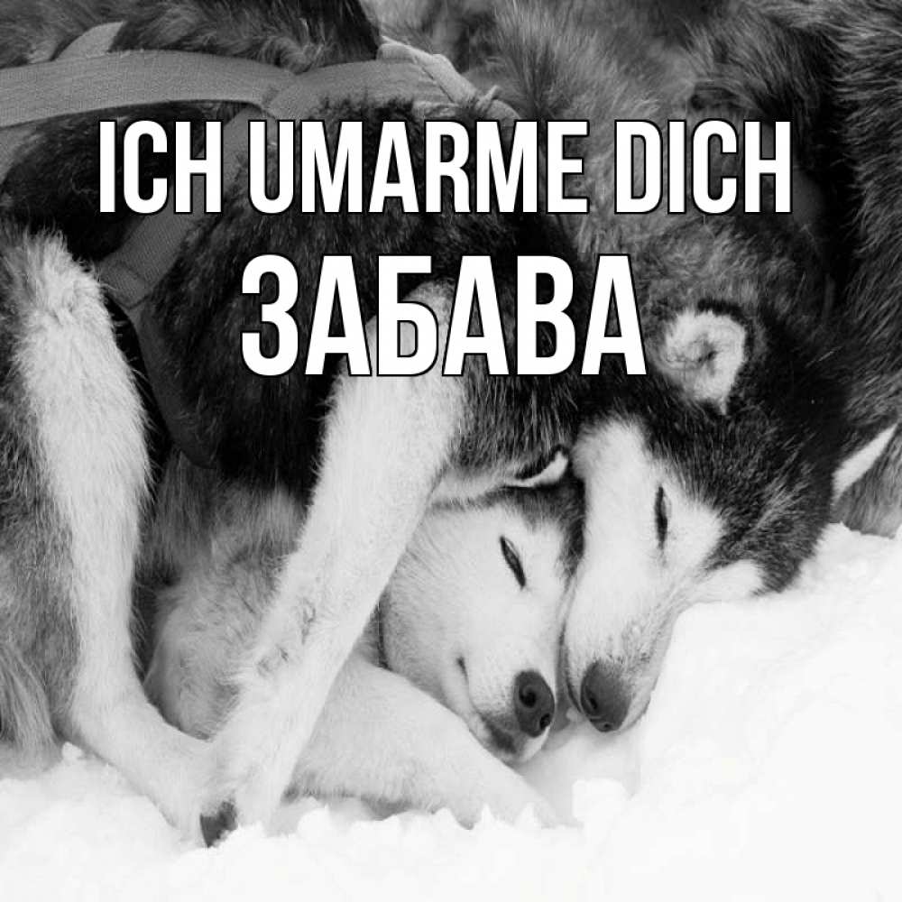 Открытка на каждый день с именем, Забава Ich umarme dich собачки в упряжке Прикольная открытка с пожеланием онлайн скачать бесплатно 