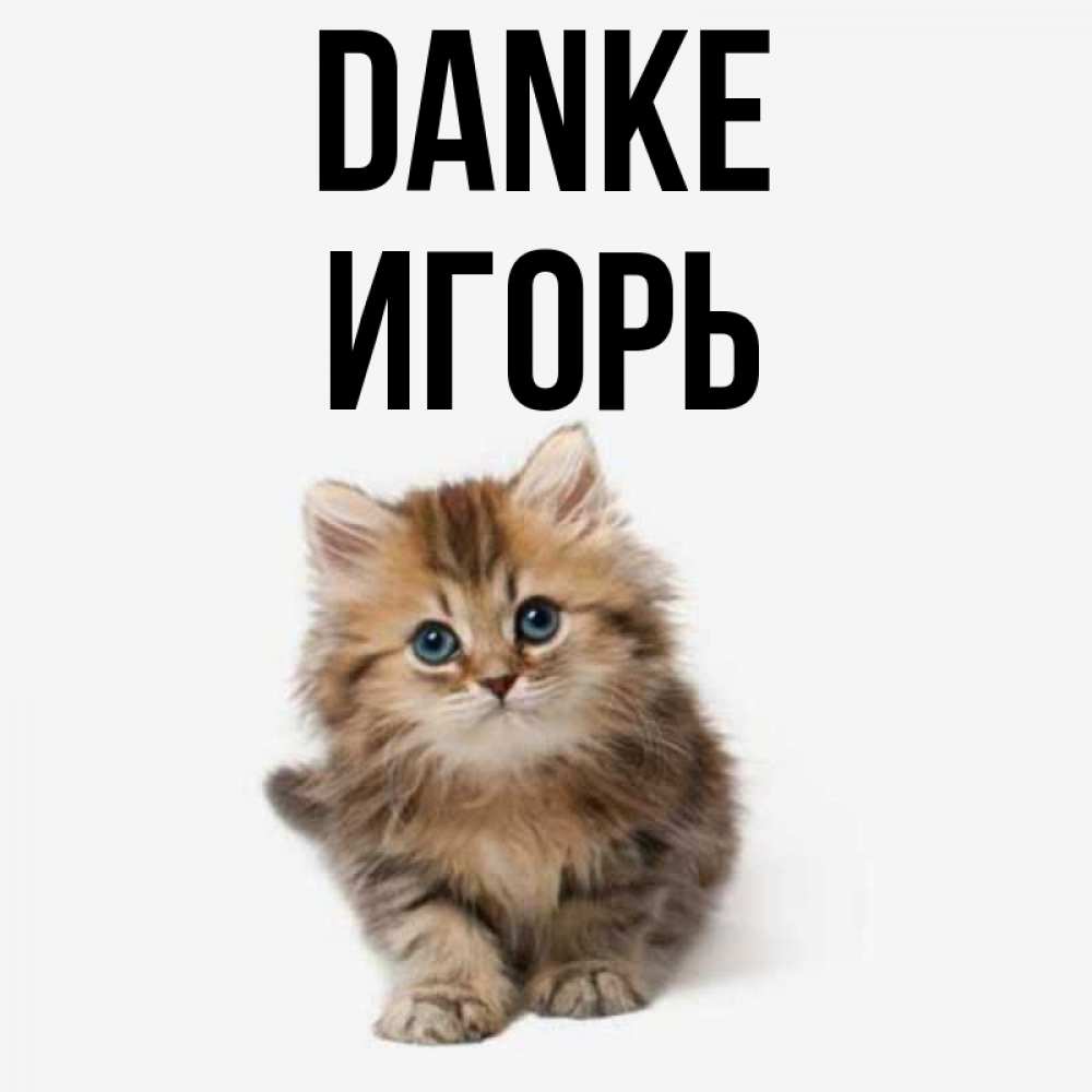 Открытка на каждый день с именем, Игорь Danke пушистый котик Прикольная открытка с пожеланием онлайн скачать бесплатно 