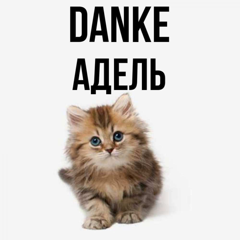 Открытка на каждый день с именем, Адель Danke пушистый котик Прикольная открытка с пожеланием онлайн скачать бесплатно 