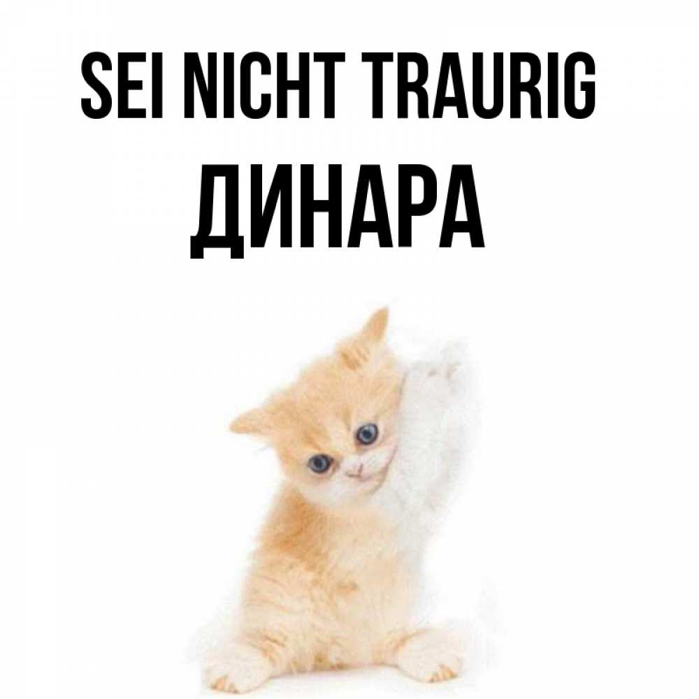 Открытка на каждый день с именем, Динара Sei nicht traurig просящий кот Прикольная открытка с пожеланием онлайн скачать бесплатно 