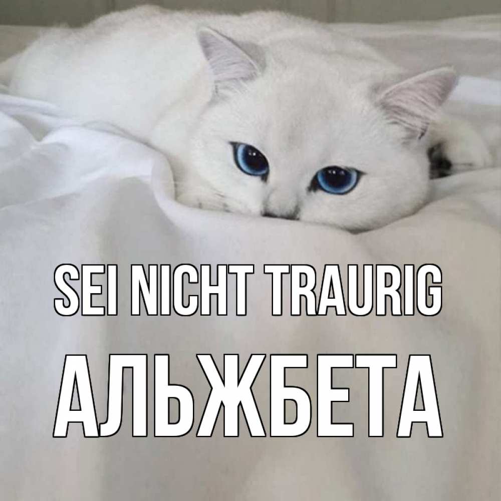 Открытка на каждый день с именем, Альжбета Sei nicht traurig белый кот с голубыми глазами на белоснежной кровати Прикольная открытка с пожеланием онлайн скачать бесплатно 