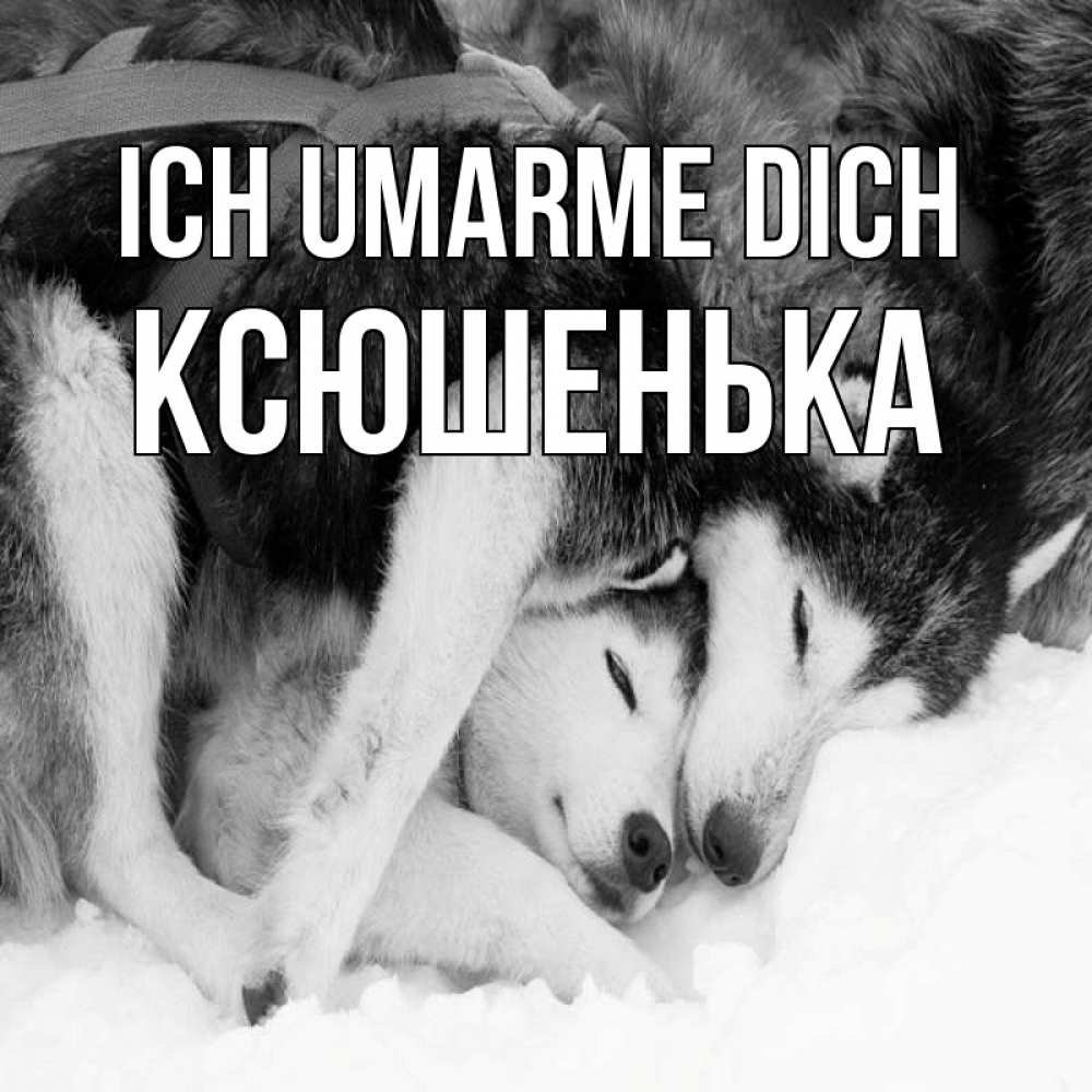 Открытка на каждый день с именем, Ксюшенька Ich umarme dich собачки в упряжке Прикольная открытка с пожеланием онлайн скачать бесплатно 