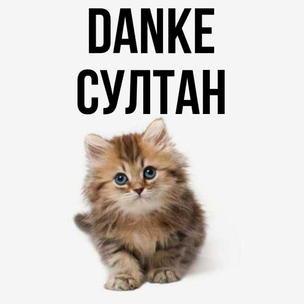 Открытка на каждый день с именем, Султан Danke пушистый котик Прикольная открытка с пожеланием онлайн скачать бесплатно 