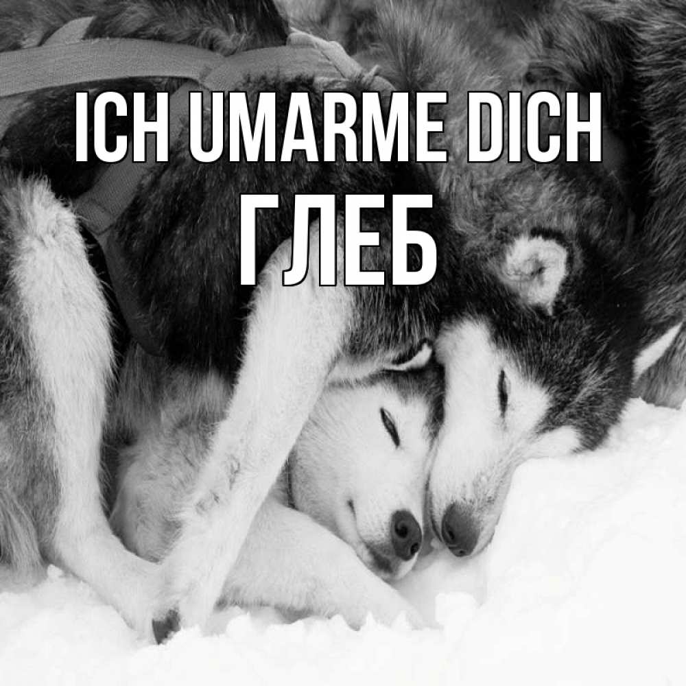Открытка на каждый день с именем, Глеб Ich umarme dich собачки в упряжке Прикольная открытка с пожеланием онлайн скачать бесплатно 