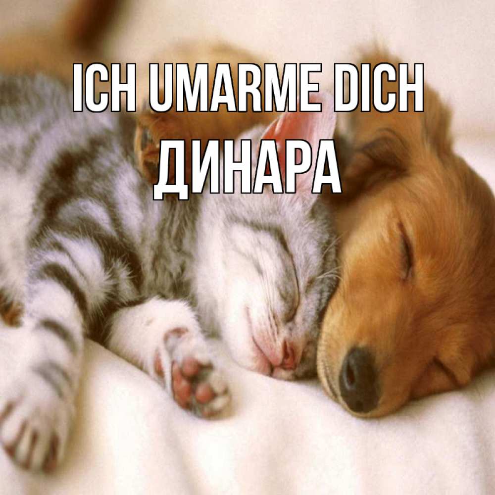 Открытка на каждый день с именем, Динара Ich umarme dich пес и котенок Прикольная открытка с пожеланием онлайн скачать бесплатно 