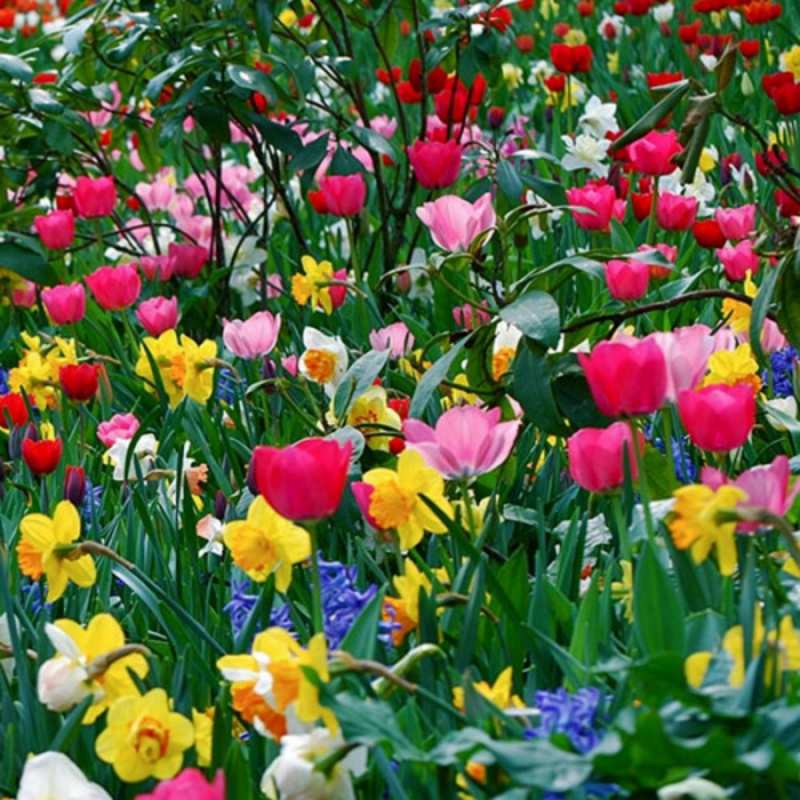 Открытка полевые цветы с международным женским днем поздравления для женщины Am 8. März 