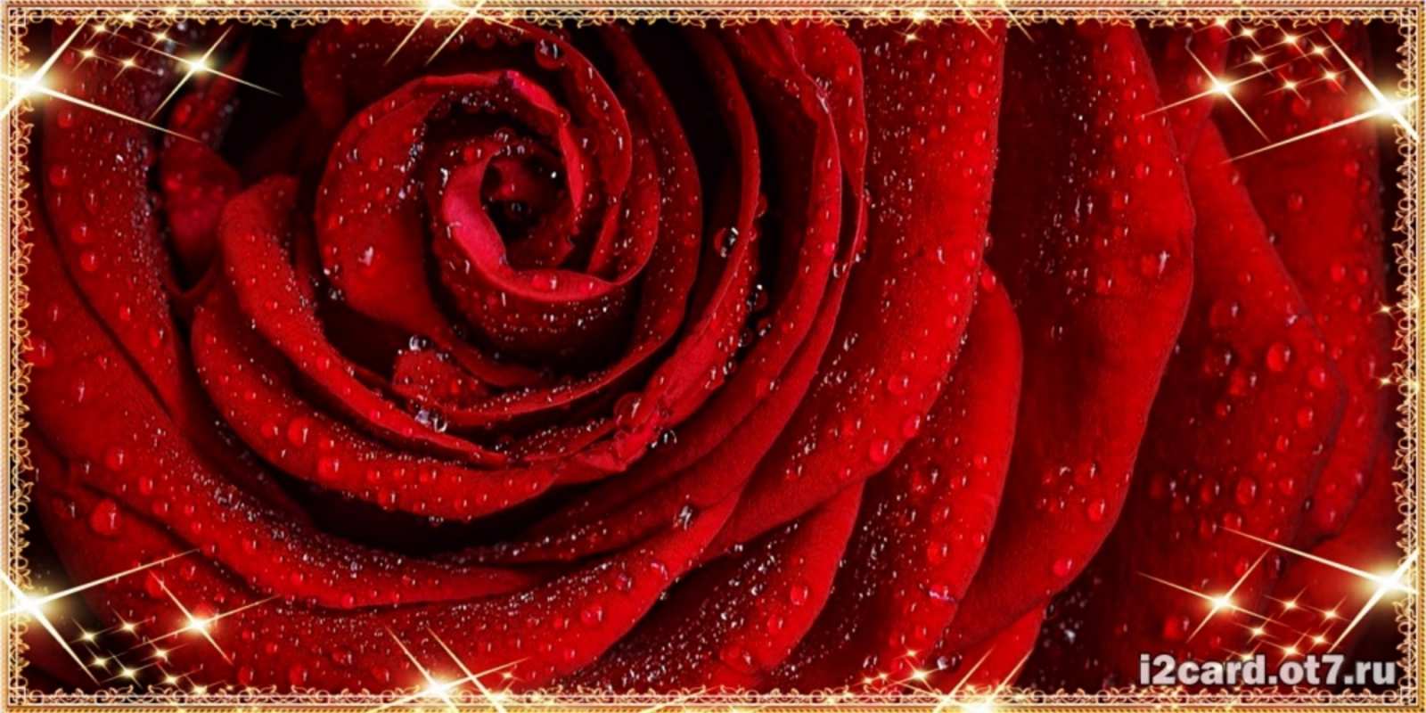 Открытка роза в росе и звездах роса на розе блестящая в лучах солнца Mit Jubiläum 