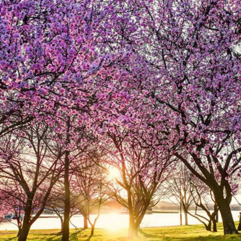 Открытка деревья цветут  международный женский день  Am 8. März 