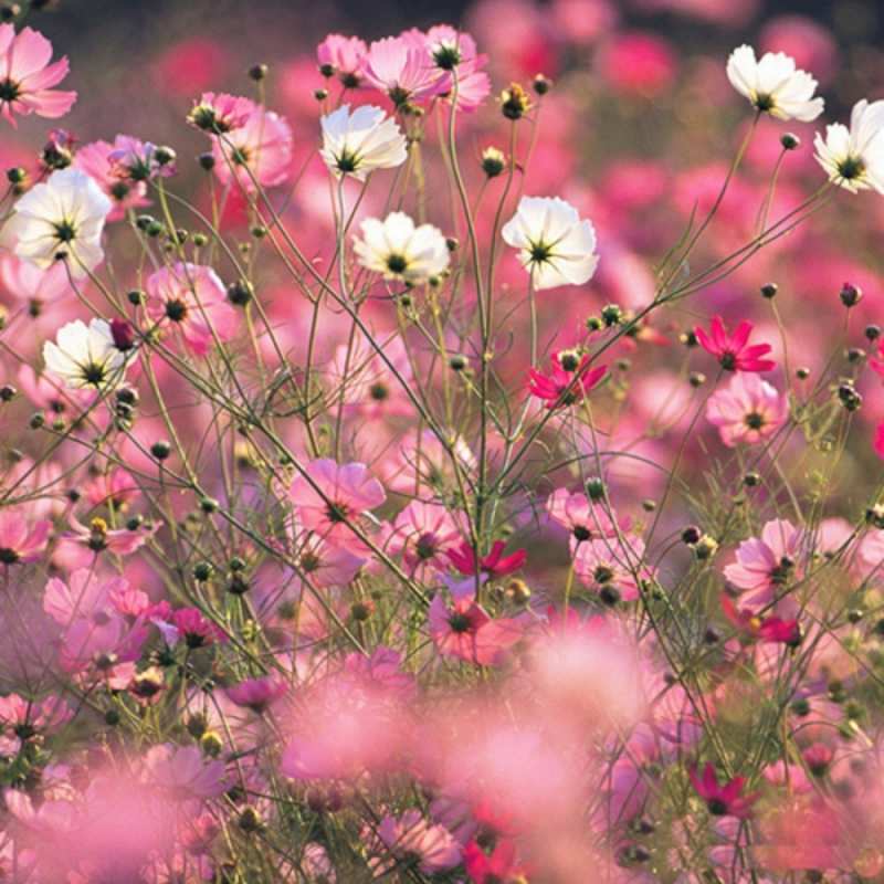 Открытка весна 1 красиво 1 Am 8. März 