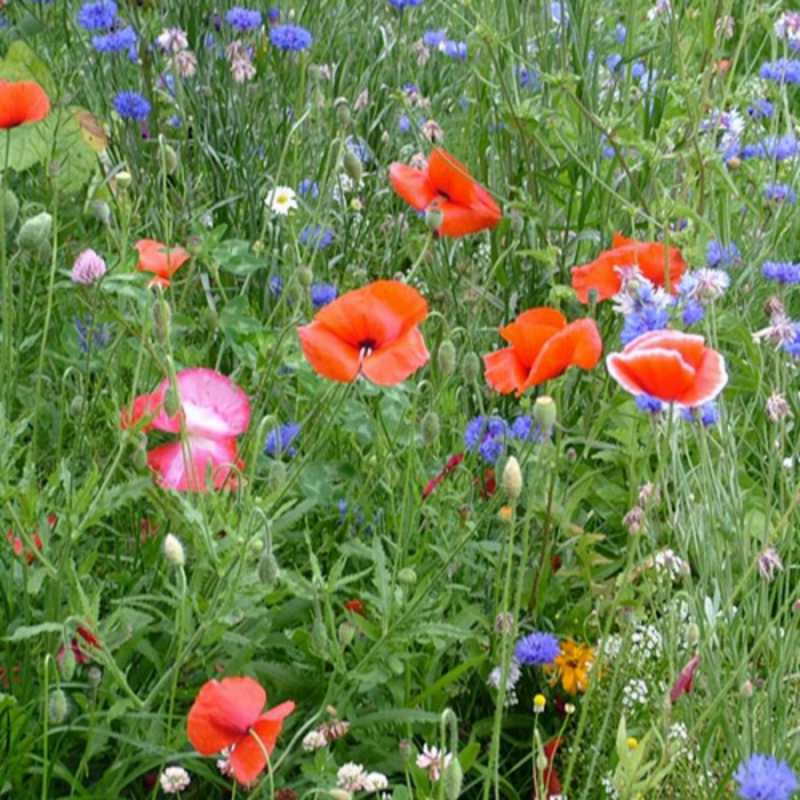 Открытка полевые цветы 4 международный женский день 4 Am 8. März 