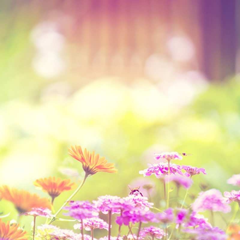 Открытка солнечная полана  цветы весна  Am 8. März 