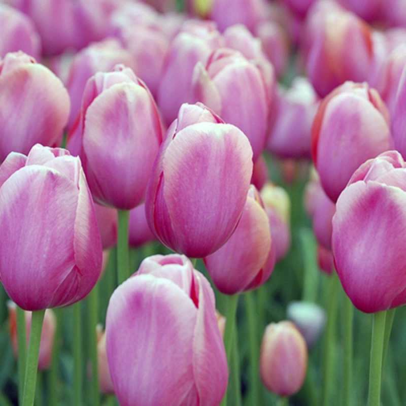 Открытка с тюльпанами 3 на международный женский день 3 Am 8. März 