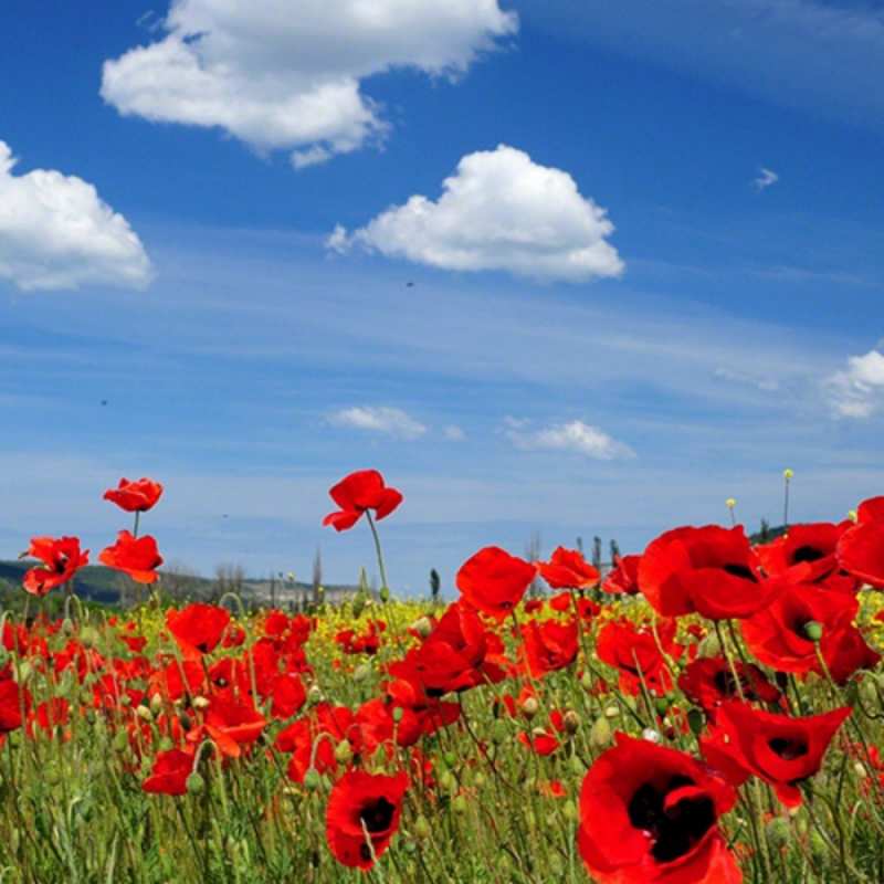 Открытка цветы на фоне неба 1 международный женский день 1 Am 8. März 