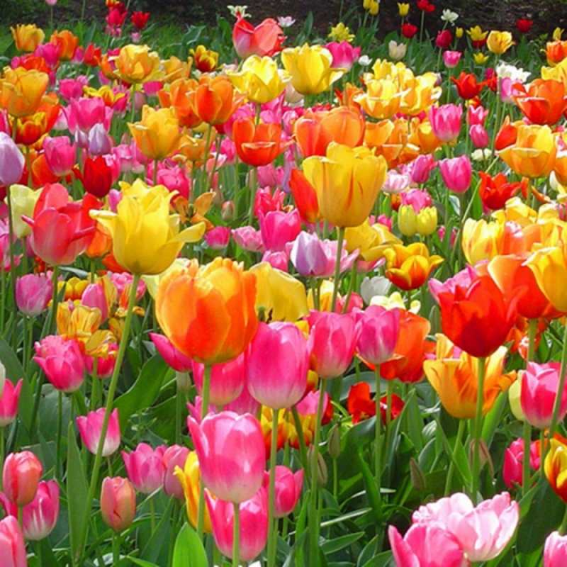 Открытка яркие цветы  на международный женский день  Am 8. März 