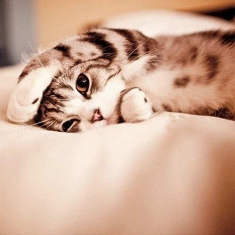 Открытка Милый кот засыпает  сладких снов с животными  Gute Nacht 