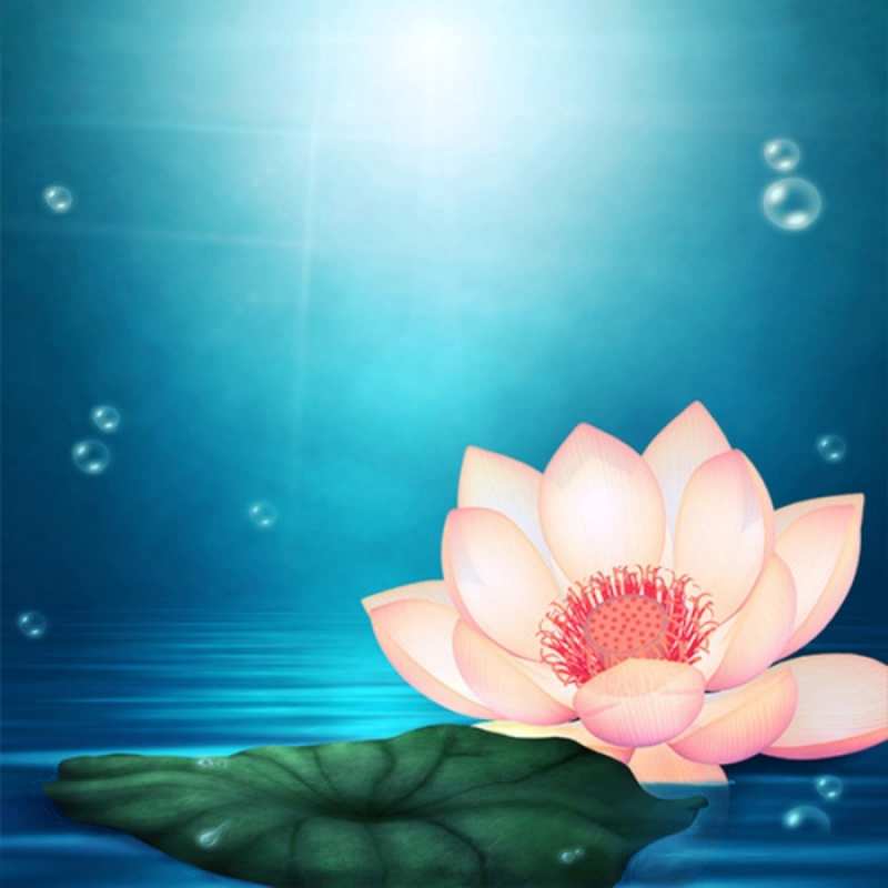 Открытка красивый цветок на воде  кувшинка  Mit einem Engelstag 