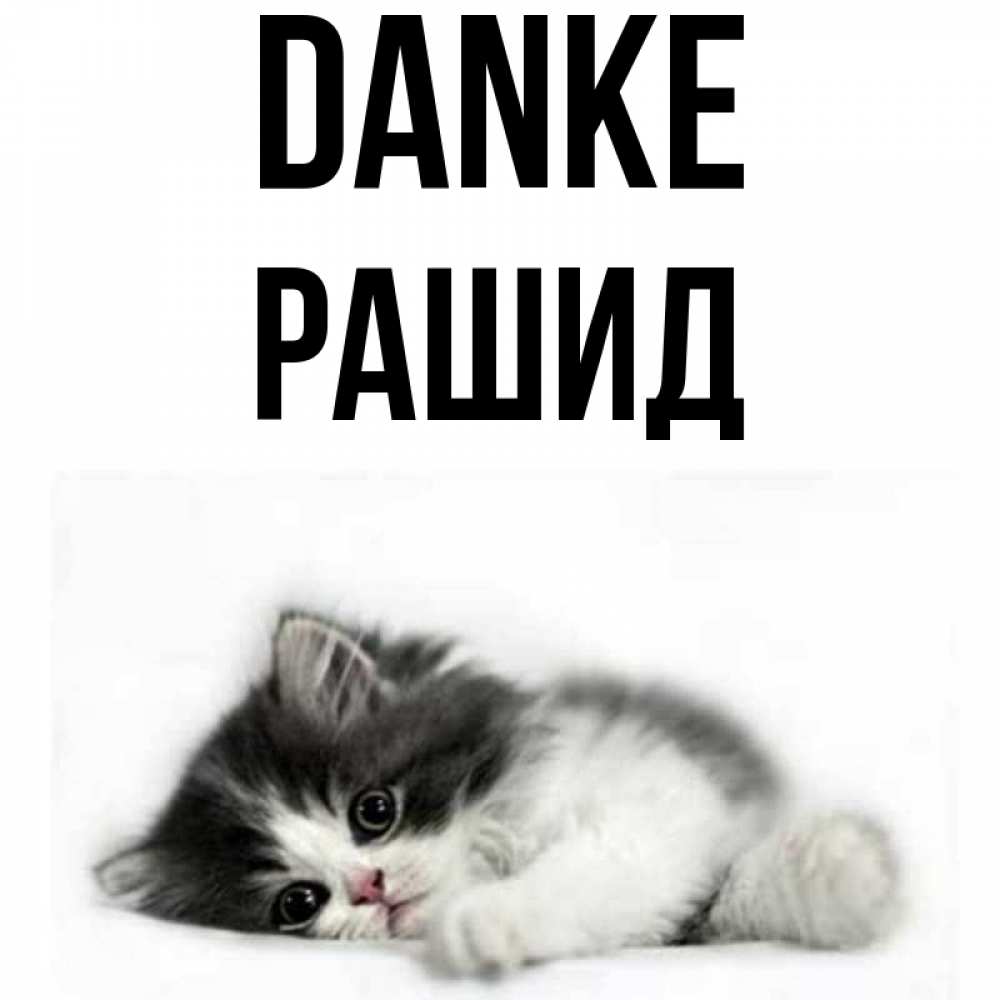 Открытка на каждый день с именем, Рашид Danke черный и белый кот Прикольная открытка с пожеланием онлайн скачать бесплатно 