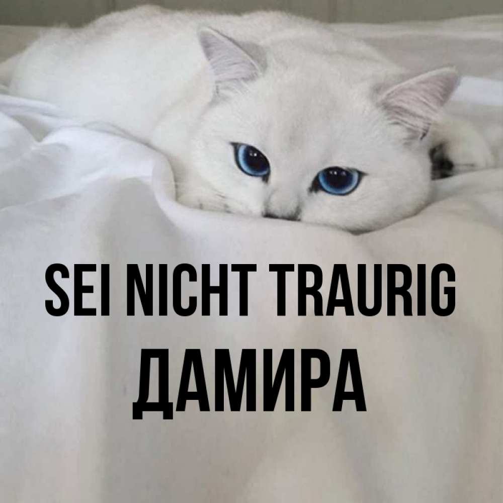 Открытка на каждый день с именем, Дамира Sei nicht traurig Голубоглазая кошка Прикольная открытка с пожеланием онлайн скачать бесплатно 