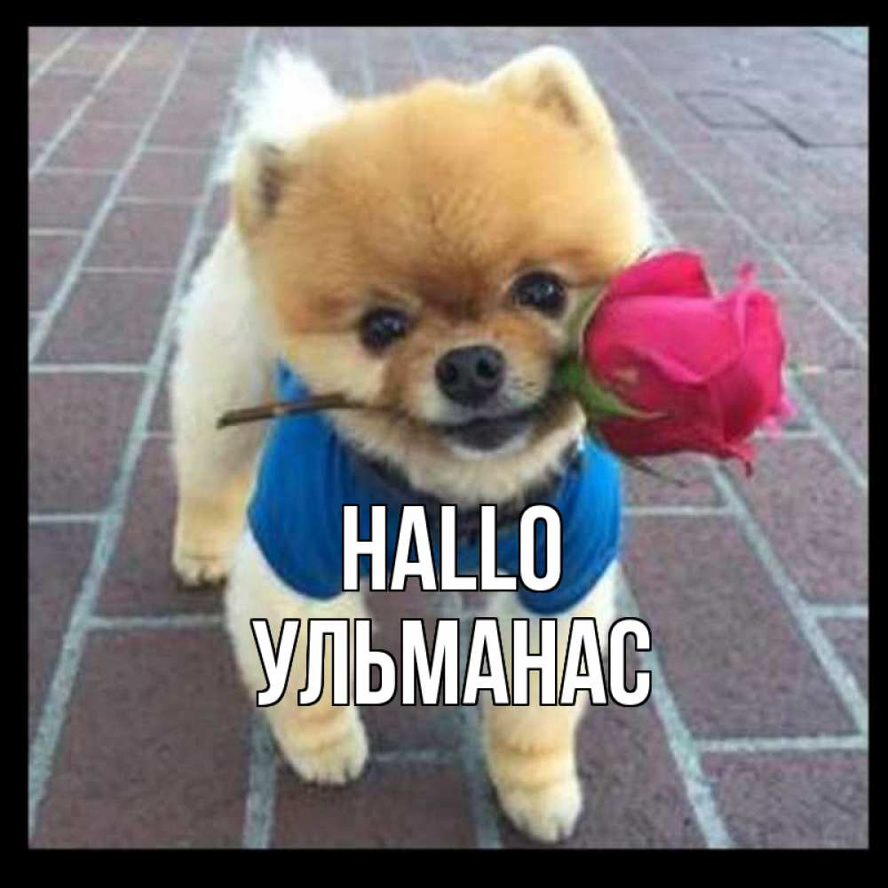 Открытка на каждый день с именем, Ульманас Hallo роза в зубах у собаки Прикольная открытка с пожеланием онлайн скачать бесплатно 