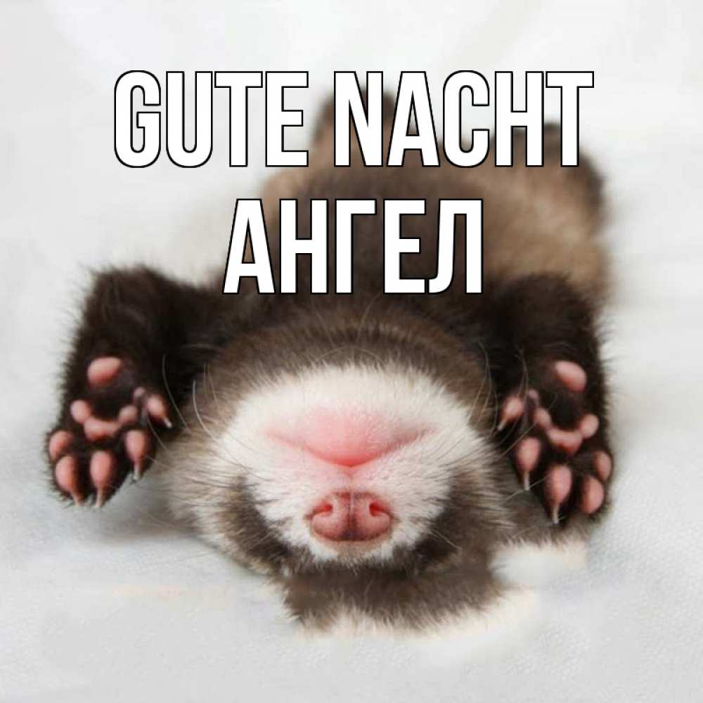 Открытка на каждый день с именем, Ангел Gute Nacht зверек Прикольная открытка с пожеланием онлайн скачать бесплатно 