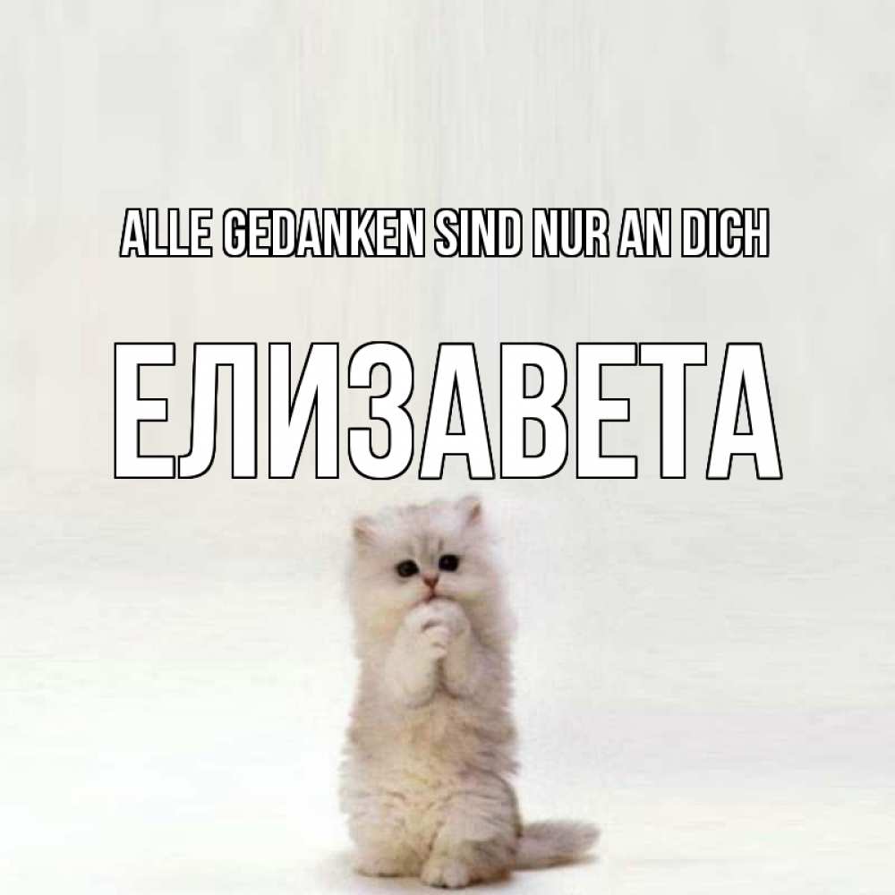 Открытка на каждый день с именем, Елизавета Alle Gedanken sind nur an dich кот стоит на задних лапах Прикольная открытка с пожеланием онлайн скачать бесплатно 