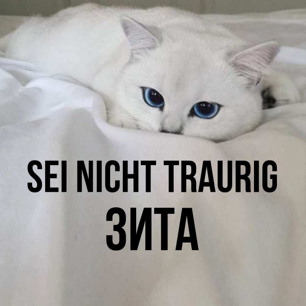 Открытка на каждый день с именем, Зита Sei nicht traurig Голубоглазая кошка Прикольная открытка с пожеланием онлайн скачать бесплатно 