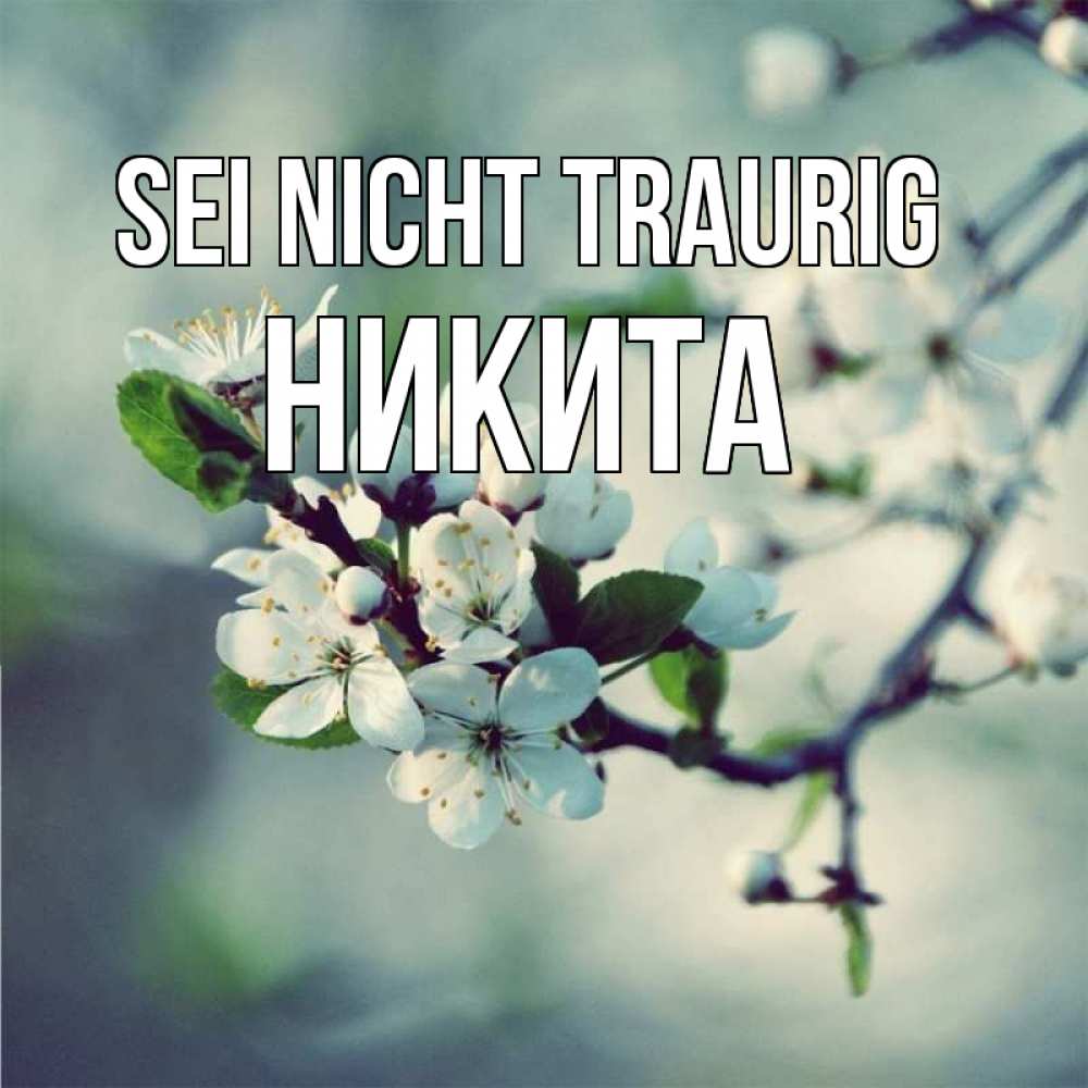 Открытка на каждый день с именем, Никита Sei nicht traurig яблоня в цвету 1 Прикольная открытка с пожеланием онлайн скачать бесплатно 