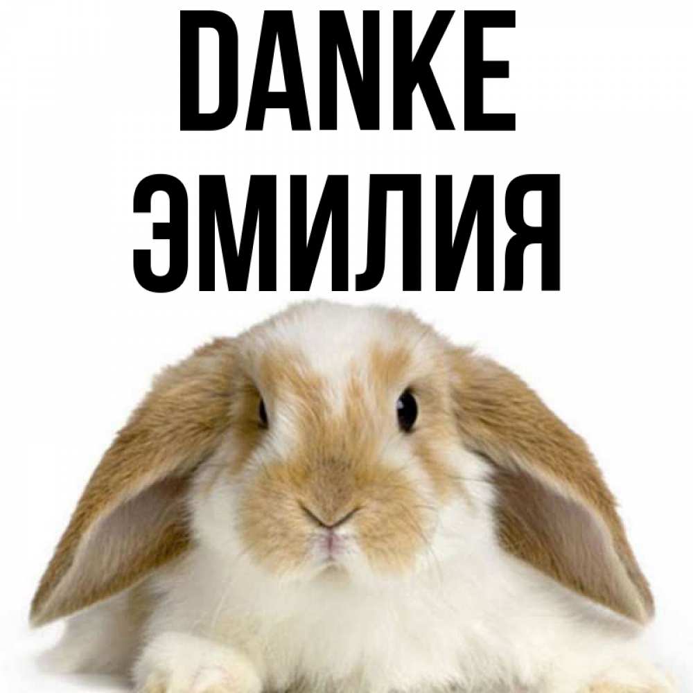 Открытка на каждый день с именем, Эмилия Danke коричнево белый заяц Прикольная открытка с пожеланием онлайн скачать бесплатно 
