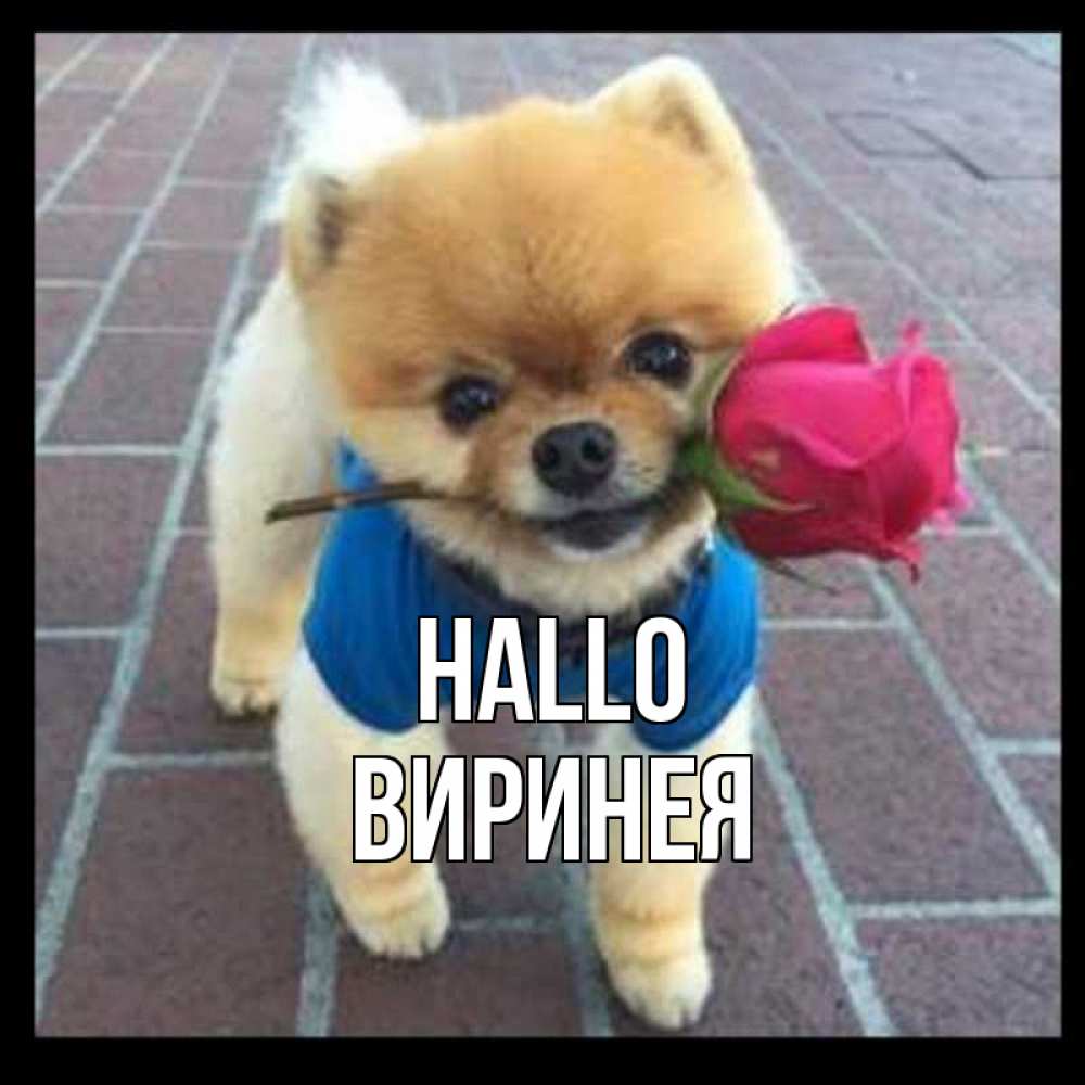 Открытка на каждый день с именем, Виринея Hallo роза в зубах у собаки Прикольная открытка с пожеланием онлайн скачать бесплатно 