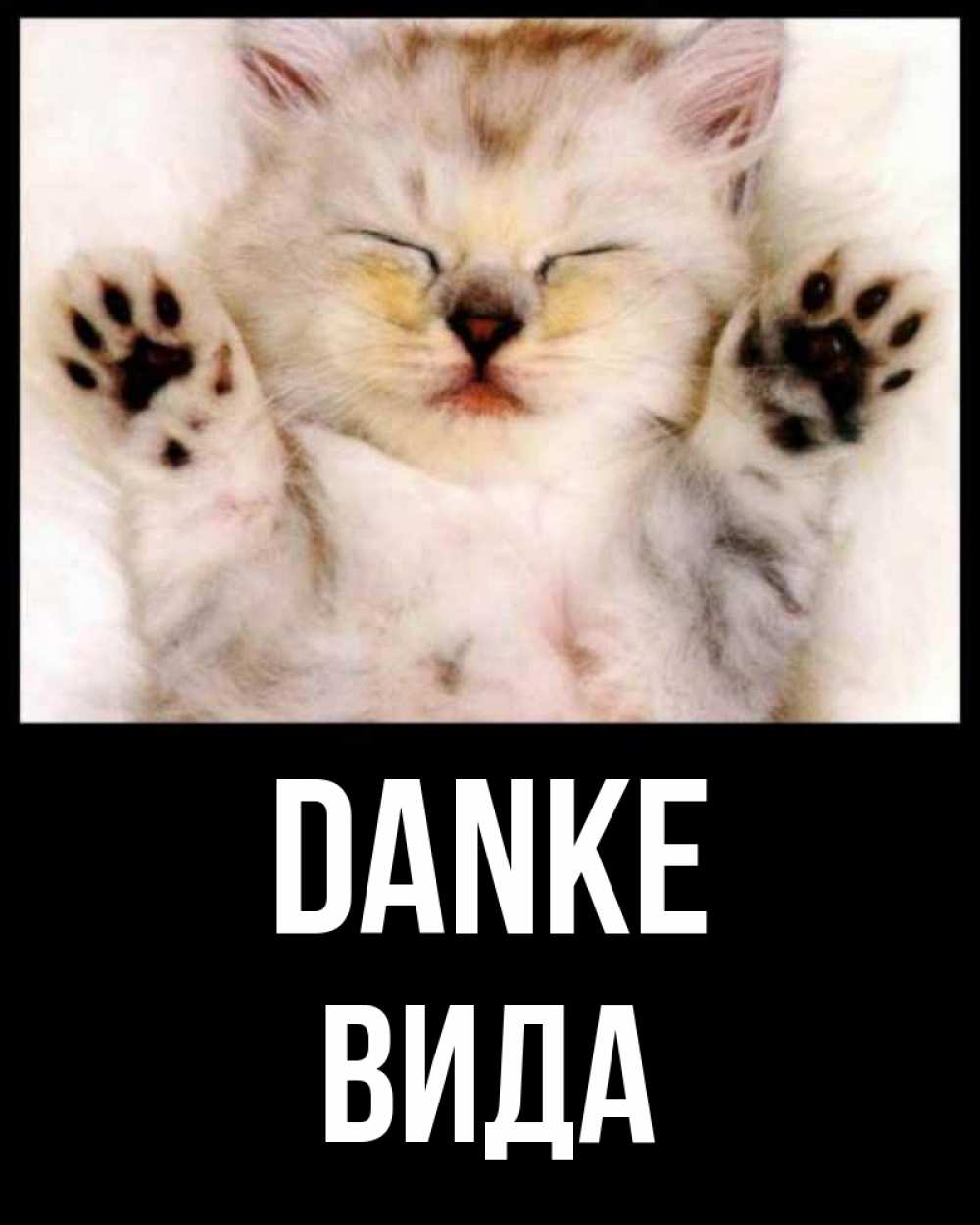 Открытка на каждый день с именем, Вида Danke маленький котенок Прикольная открытка с пожеланием онлайн скачать бесплатно 