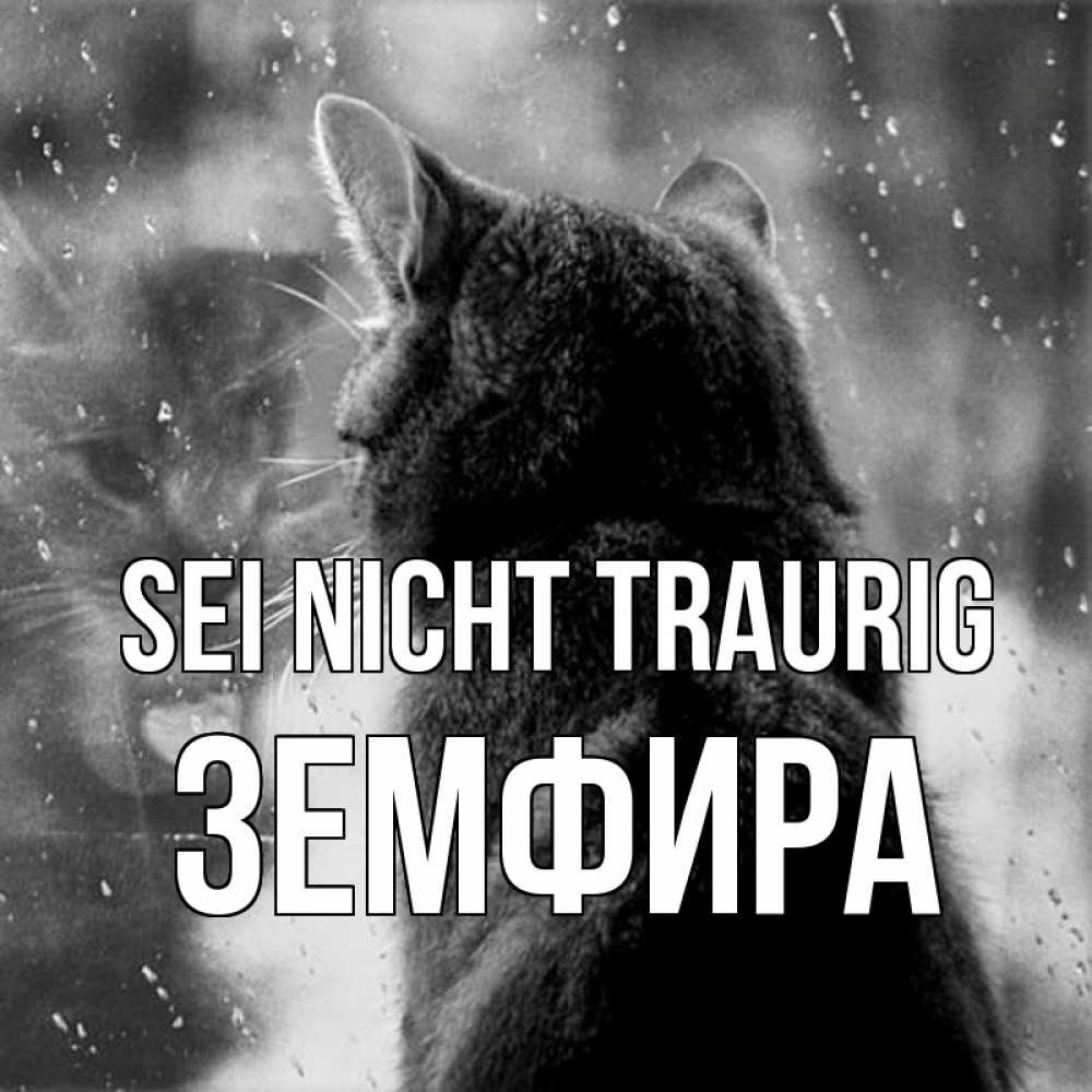 Открытка на каждый день с именем, Земфира Sei nicht traurig отражение кота 1 Прикольная открытка с пожеланием онлайн скачать бесплатно 