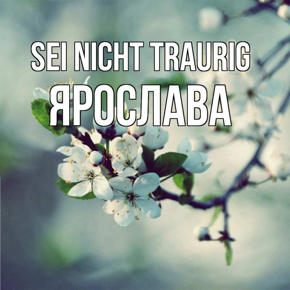Открытка на каждый день с именем, Ярослава Sei nicht traurig яблоня в цвету 1 Прикольная открытка с пожеланием онлайн скачать бесплатно 