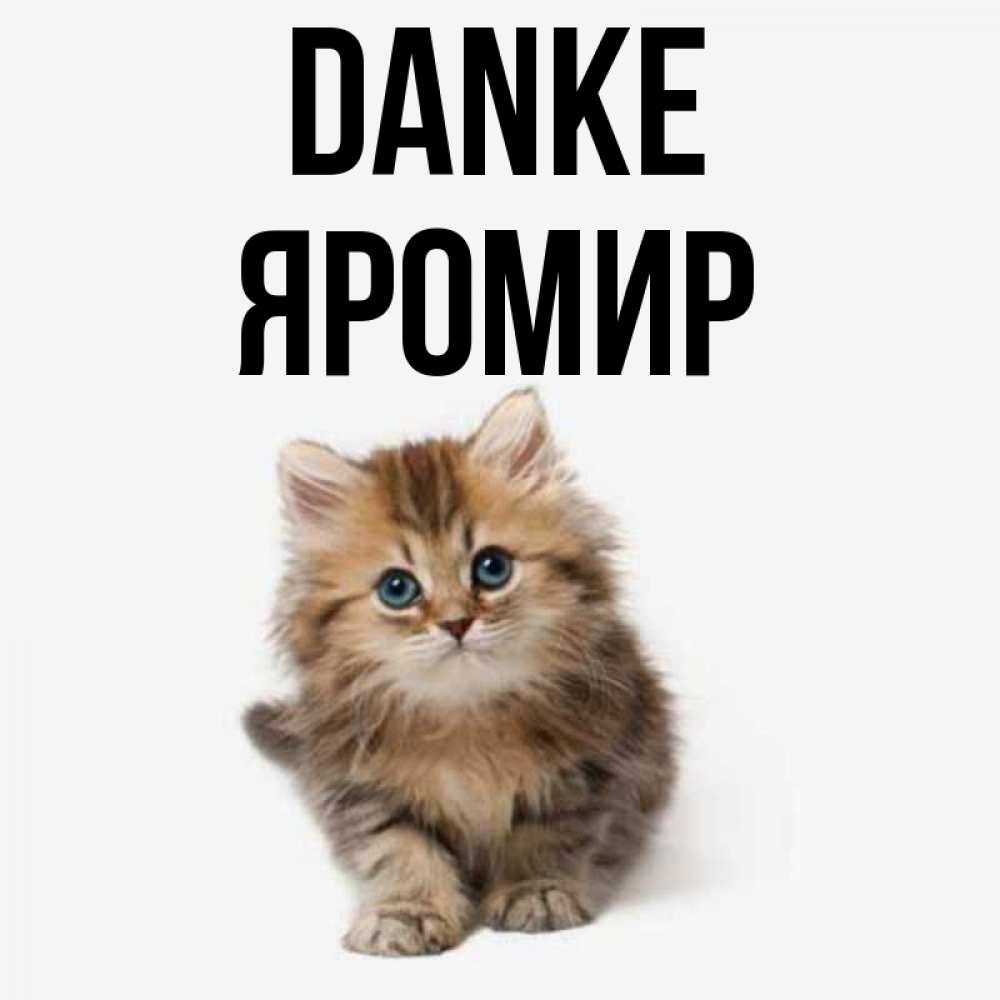 Открытка на каждый день с именем, Яромир Danke пушистый котик Прикольная открытка с пожеланием онлайн скачать бесплатно 