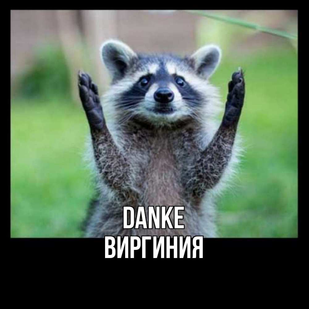 Открытка на каждый день с именем, Виргиния Danke милые животные Прикольная открытка с пожеланием онлайн скачать бесплатно 