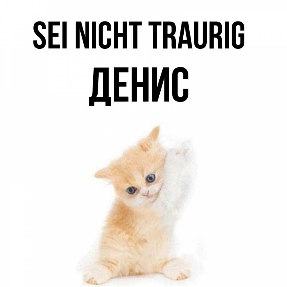 Открытка на каждый день с именем, Денис Sei nicht traurig просящий кот Прикольная открытка с пожеланием онлайн скачать бесплатно 