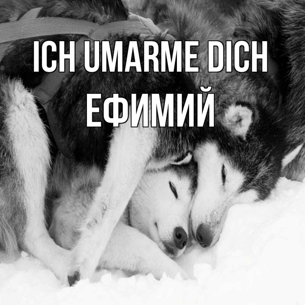 Открытка на каждый день с именем, Ефимий Ich umarme dich собачки в упряжке Прикольная открытка с пожеланием онлайн скачать бесплатно 
