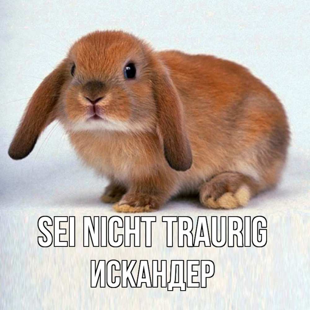 Открытка на каждый день с именем, Искандер Sei nicht traurig рыжий зая Прикольная открытка с пожеланием онлайн скачать бесплатно 