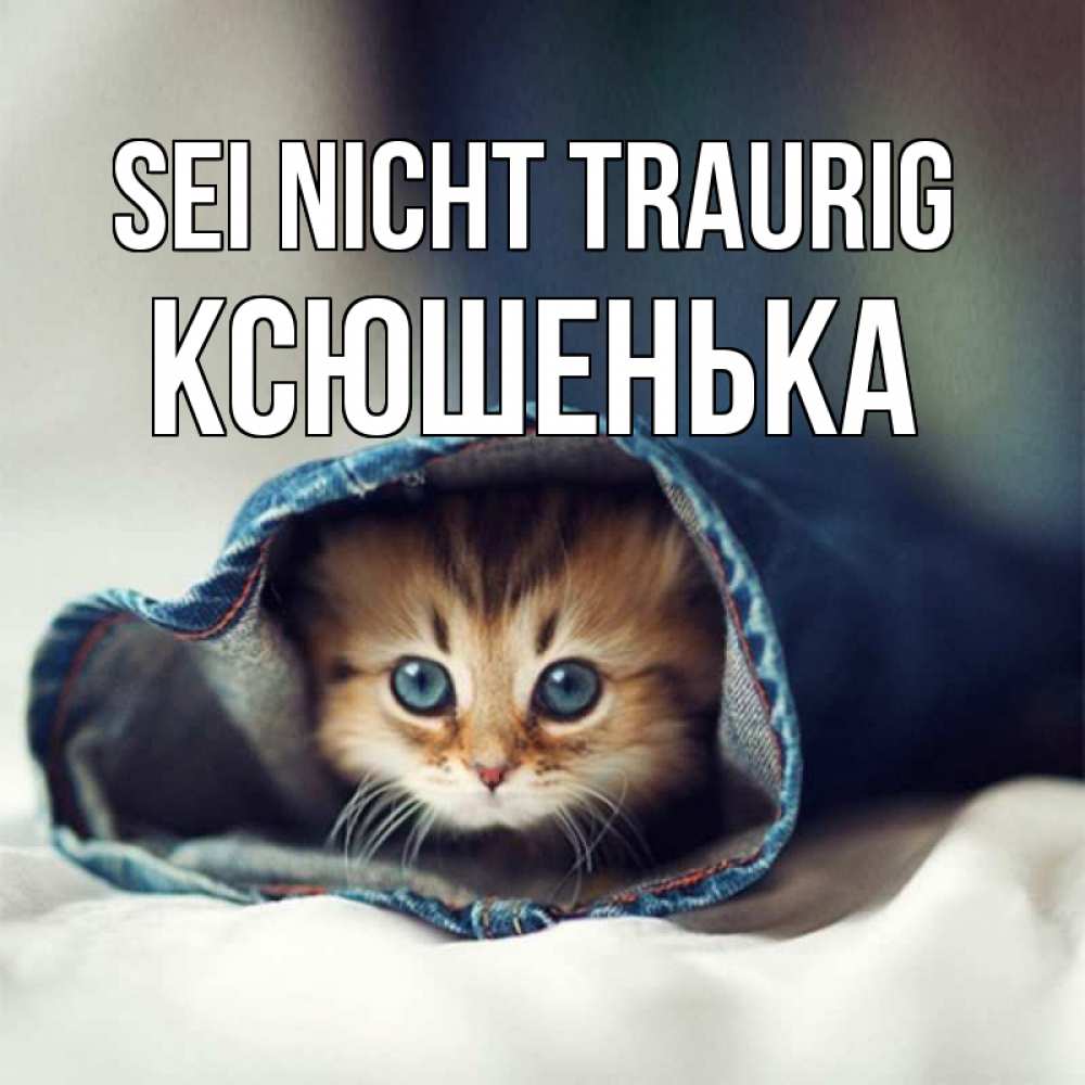 Открытка на каждый день с именем, Ксюшенька Sei nicht traurig кот в одежде Прикольная открытка с пожеланием онлайн скачать бесплатно 